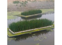 生态浮床 河道绿化工程 污水处理 水上造景 苗圃直发